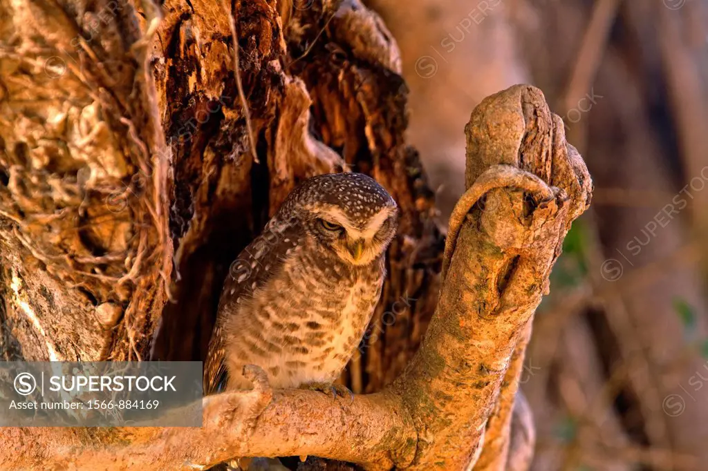 India , Madhya Pradesh , Kanha National Park , Spotted Owlet Athene brama