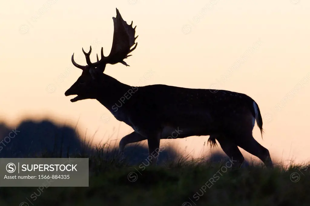 Fallow Deer Dama dama, Buck Roaring, on Horizon at Dusk, during the Rut, Royal Deer Park, Klampenborg, Copenhagen, Sjaelland, Denmark