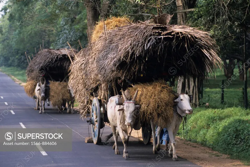 Traditional ox cart transporting hay, Dambulla, Sri Lanka