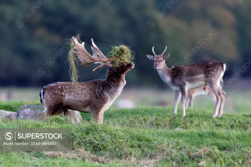 Fallow Deer Dama dama, Buck Displaying with Grass on Antlers during the Rut, , Royal Deer Park, Klampenborg, Copenhagen, Sjaelland, Denmark