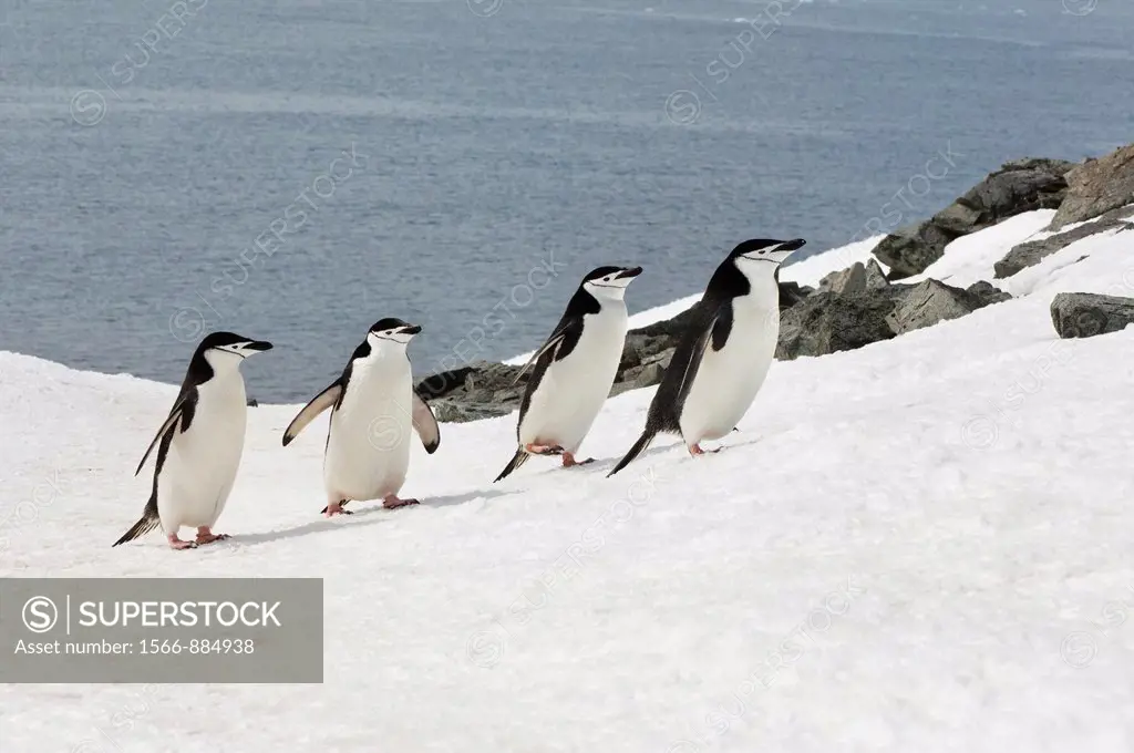Chinstrap penguins Pygoscelis Antarctica walking up a glacial ice cap, Half Moon Island, South Shetland Island, Antarctic Peninsula