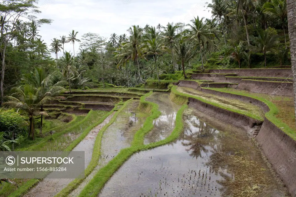 Rice terraces at Gunung Kawi The Rocky Temple, Tampaksiring, Bali, Indonesia