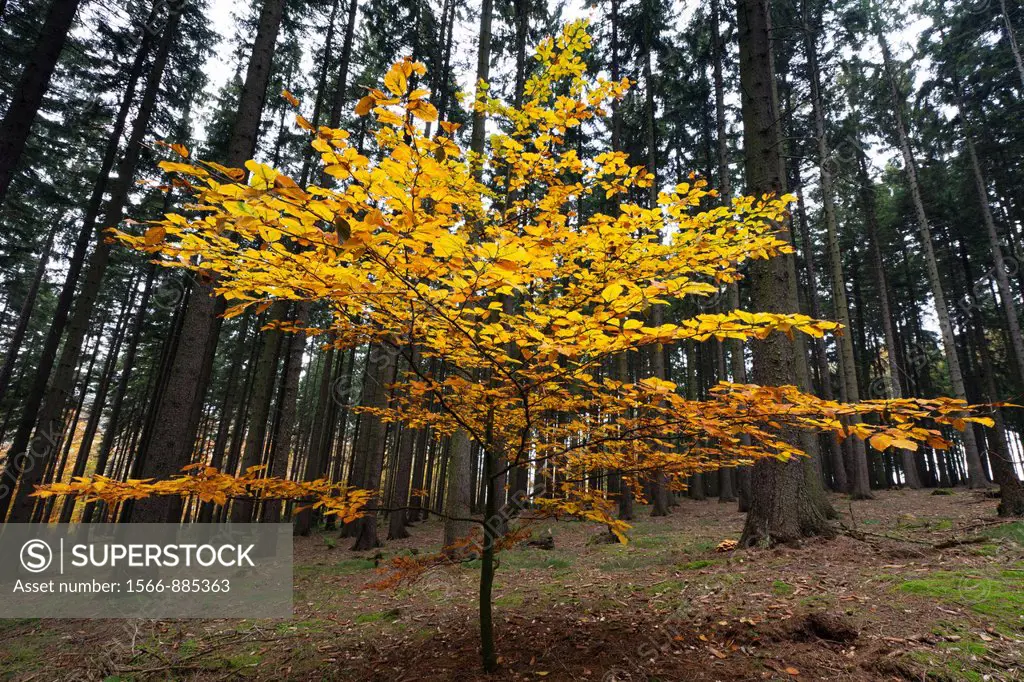 Beech Tree Fagus sylvatica, in Autumn Colour ,standing in Fir Monoculture Forestry, Lower Saxony, Germany