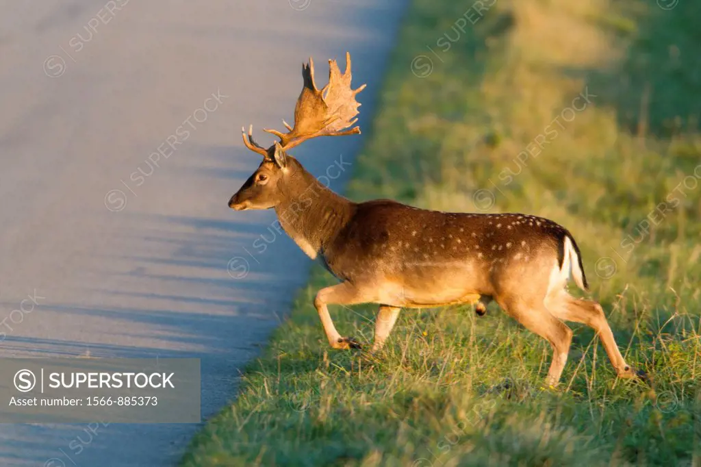 Fallow Deer Dama dama, Buck Crossing Road, Royal Deer Park, Klampenborg, Copenhagen, Sjaelland, Denmark