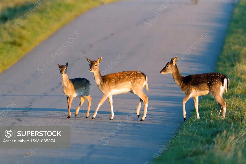 Fallow Deer Dama dama, Three Fawns Crossing Road, Sjaelland, Denmark