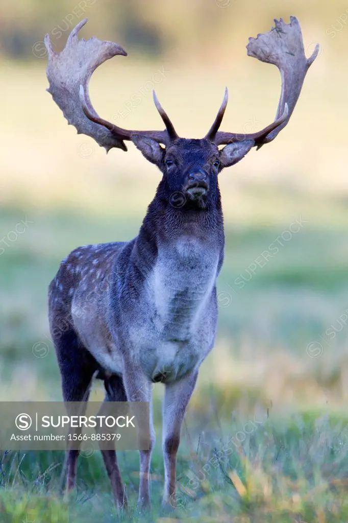 Fallow Deer Dama dama, Buck on Alert during the Rut, Royal Deer Park, Klampenborg, Copenhagen, Sjaelland, Denmark