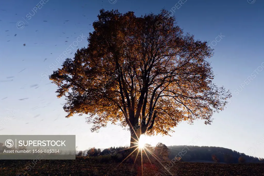 Common Lime Tree Tilia europaea, Leaves Falling and Setting Sun in Autumn, Hessen, Germany