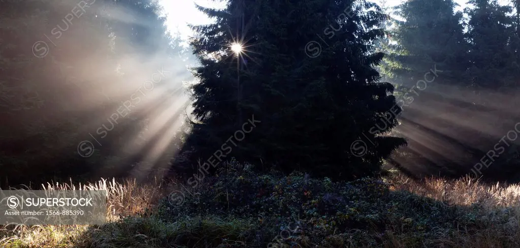 Morning Sunlight, Filtering through Fir Trees in Autumn Mist, Reinhardswald, Hessen, Germany