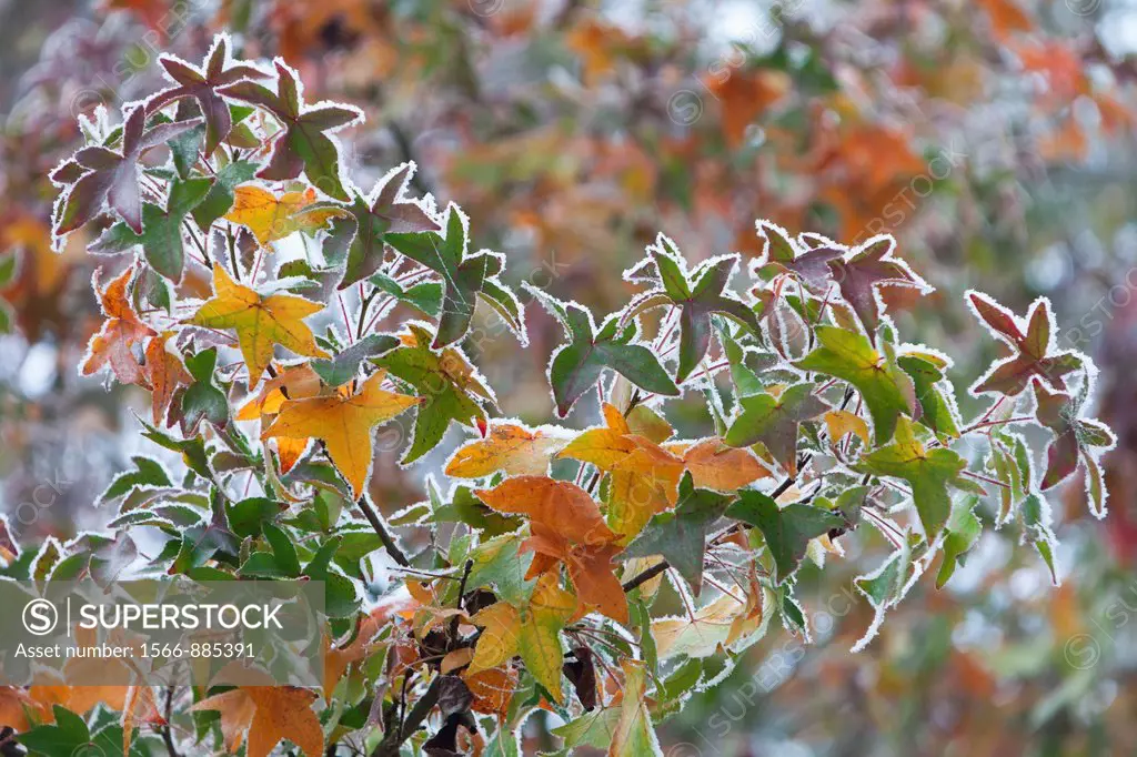 Sweet Gum Tree Liquidambar styraciflua, Leaves in Autumn Colour Covered in Frost, Lower Saxony, Germany