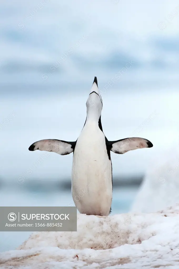 Chinstrap penguin Pygoscelis Antarctica, Half Moon Island, South Shetland Island, Antarctic Peninsula