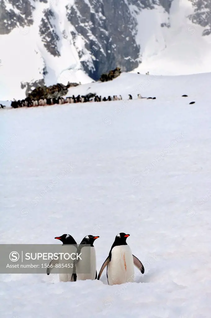 Gentoo Penguins Pygoscelis papua walking in deep snow, Cuverville Island, Antarctic Peninsula