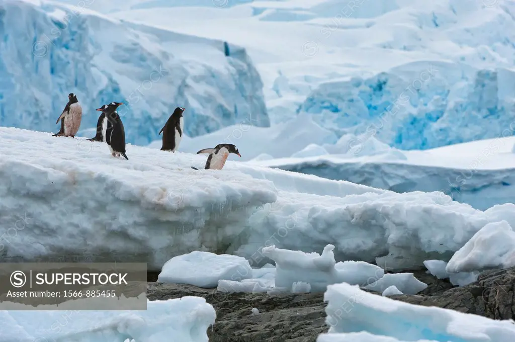 Gentoo Penguins Pygoscelis papua on an iceberg, Cuverville Island, Antarctic Peninsula
