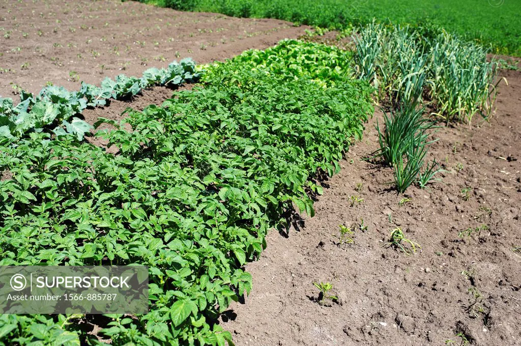 Vegetable garden with potatoes, onions and lettuce plants