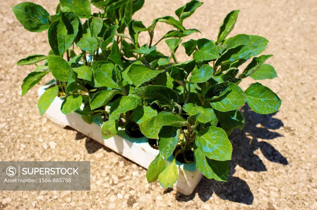 Small pepper plants to replant, in a styrofoam polystyrene container