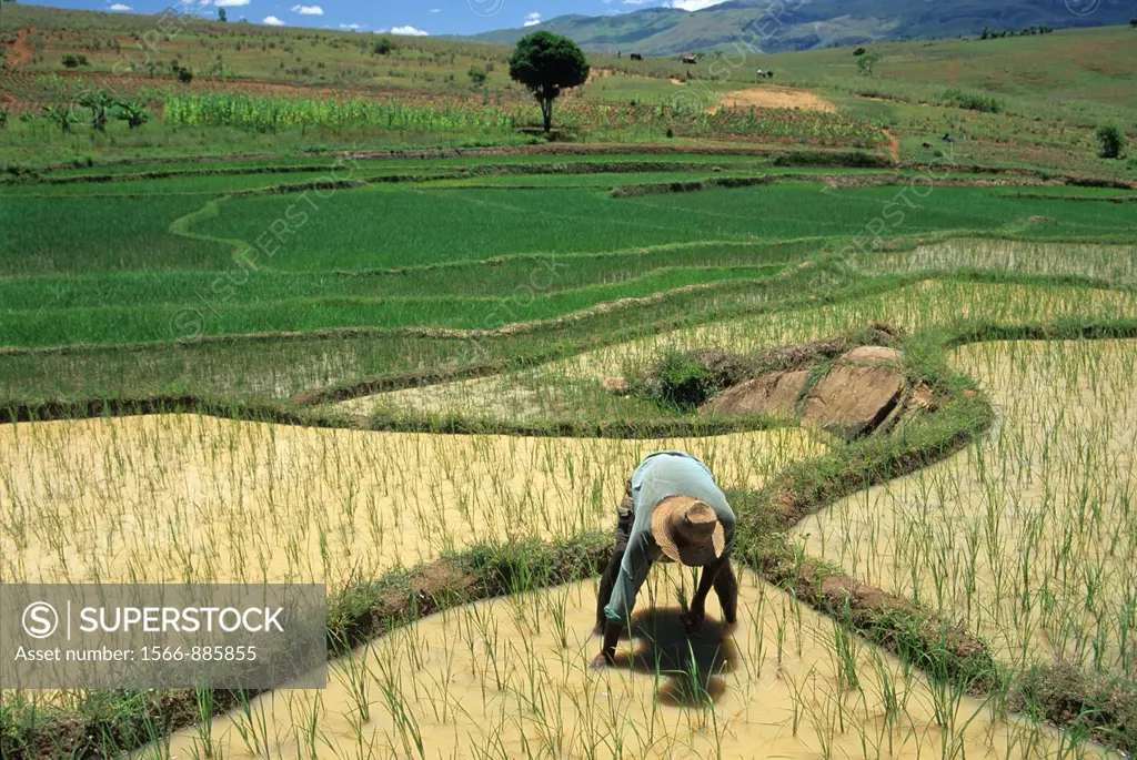 transplanting, paddy field in Central Highlands, Republic of Madagascar, Indian Ocean