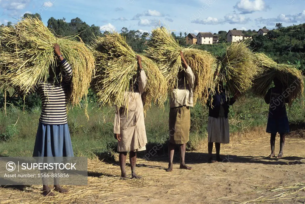 women carrying rice bundle on their head, paddy field in Central Highlands, Republic of Madagascar, Indian Ocean