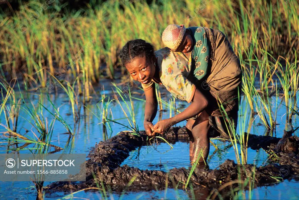 woman and baby, transplanting, paddy field in Central Highlands, Republic of Madagascar, Indian Ocean