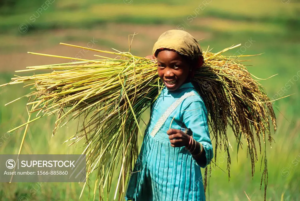little girl carrying a bundle of rice, paddy field in Central Highlands, Republic of Madagascar, Indian Ocean