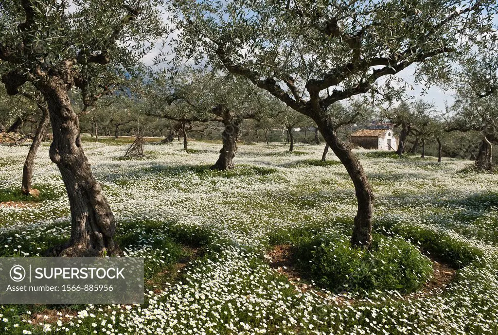 Carpets of wild daisies  Spring brings a riot wild flowers in the olive groves near Kardamyli, in the Outer Mani, Messinia, Southern Greece
