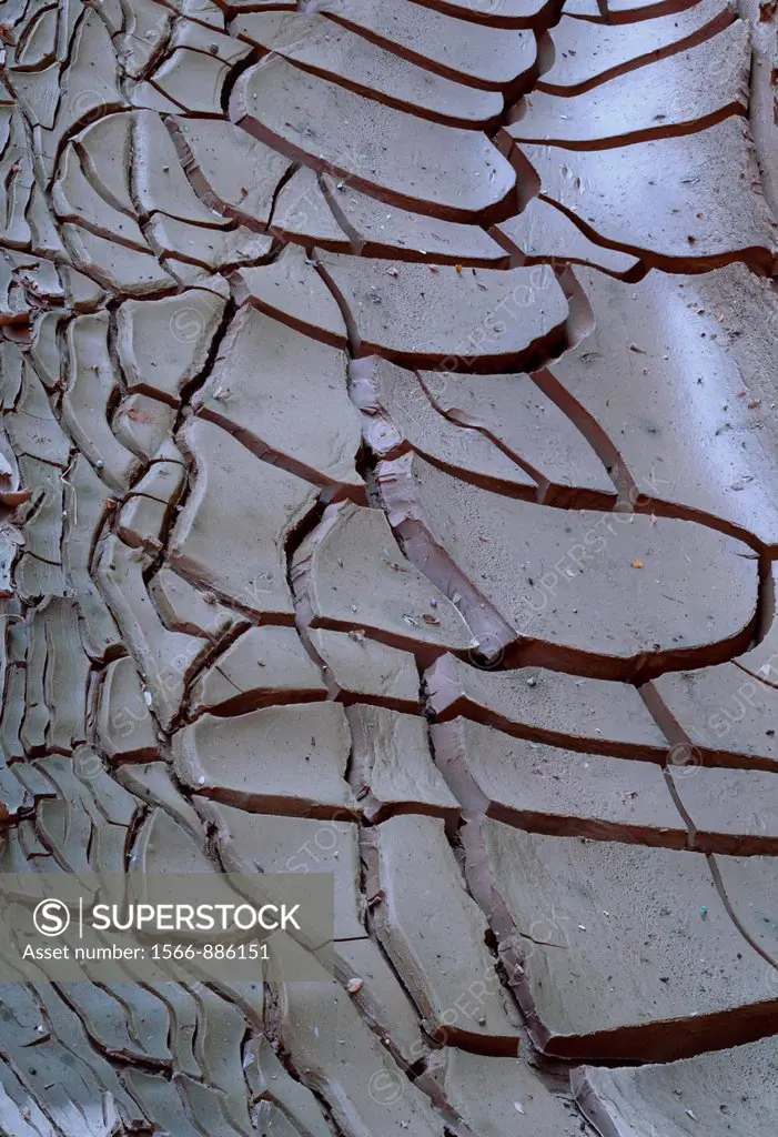 Drying mud pattern in Buckskin Gulch, Vermilion Cliffs National Monument, Arizona-Utah border, USA