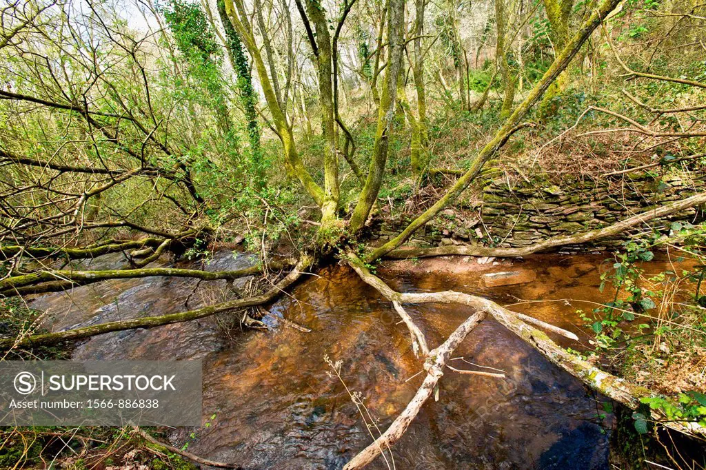 vegetation of river. Tree in water. Valley of aff, broceliande, Morbihan, Brittany, France. Mysterious Valley or according to legend, Queen Guenievre ...