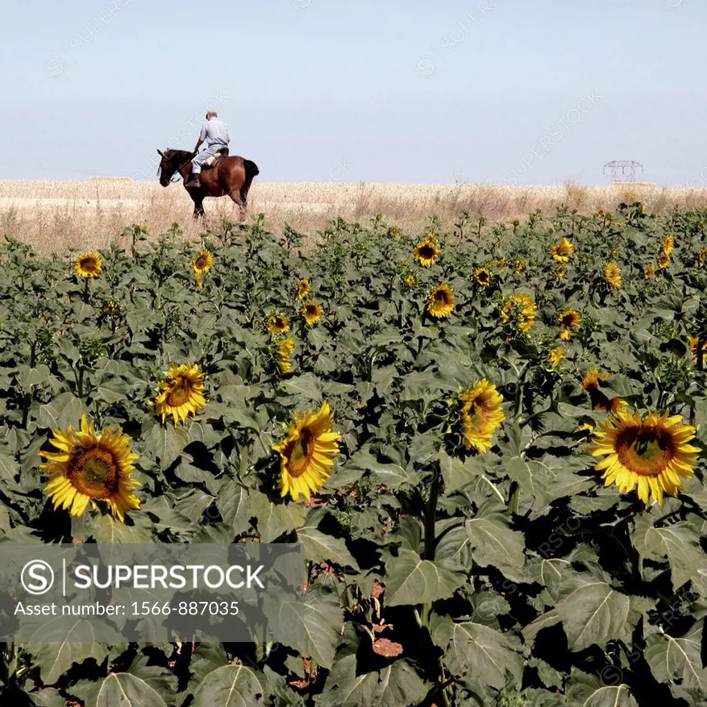 Sunflowers in Zamora province, Spain  The WAY OF SAINT JAMES or CAMINO DE SANTIAGO following the Silver Way, between Seville and Astorga, SPAIN  Tradi...