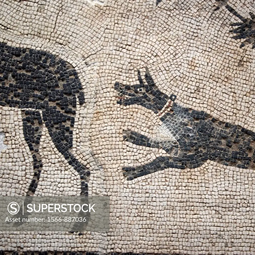 Roman mosaic, National Museum of Roman Art in Merida, Badajoz province, Extremadura region, Spain  The WAY OF SAINT JAMES or CAMINO DE SANTIAGO follow...