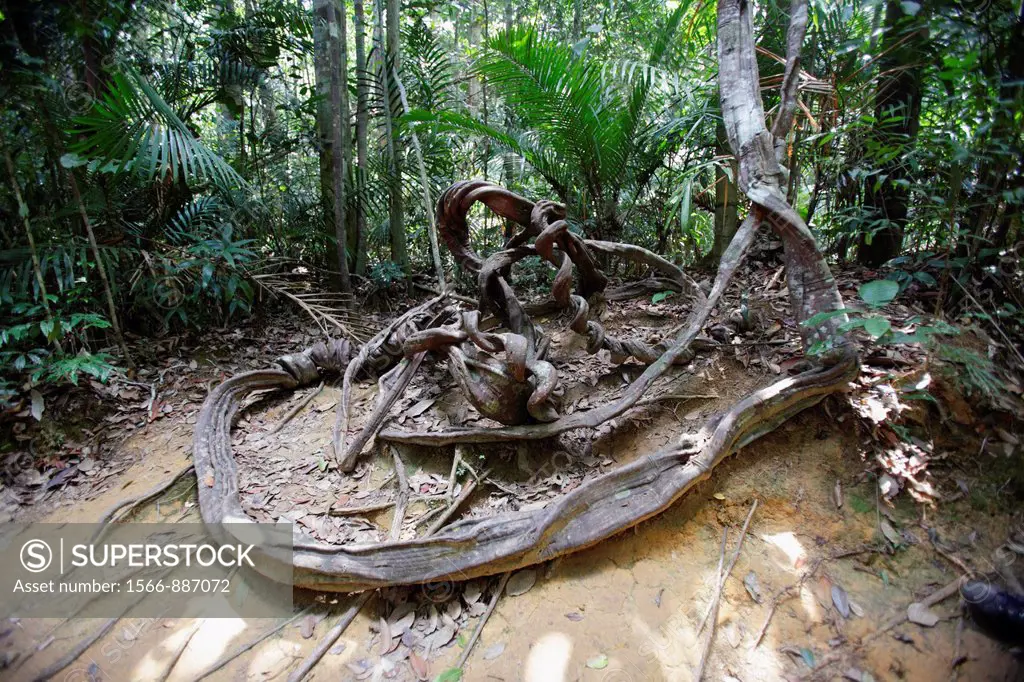 Giant liana in the Taman Negara´s rainforest, Malaysia