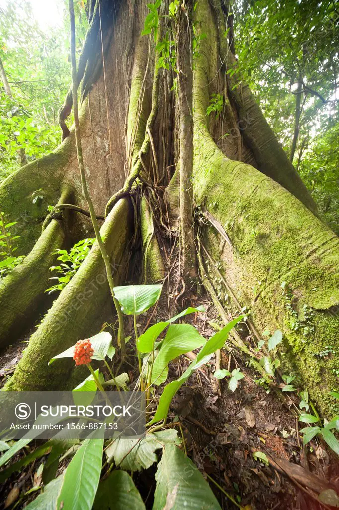 giant roots of a tree in the rainforest of Arenal Volcano National Park near La Fortuna, Costa Rica, Central America