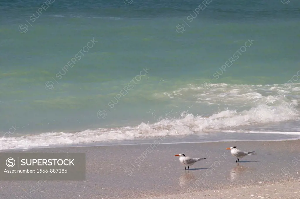ROYAL TERNS STERNA MAXIMA ON THE BEACH IN CAYO COSTA STATE PARK ON THE GULF OF MEXICO IN SOUTHWEST FLORIDA