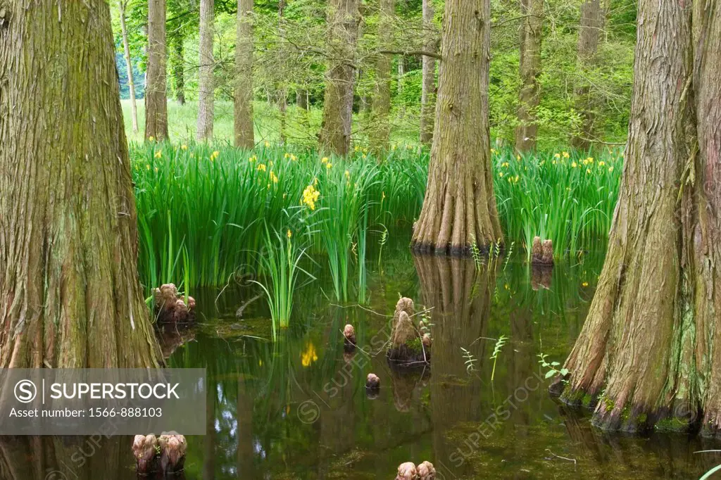Cypress Swamp, The Dawes Arboretum, Newark, Ohio