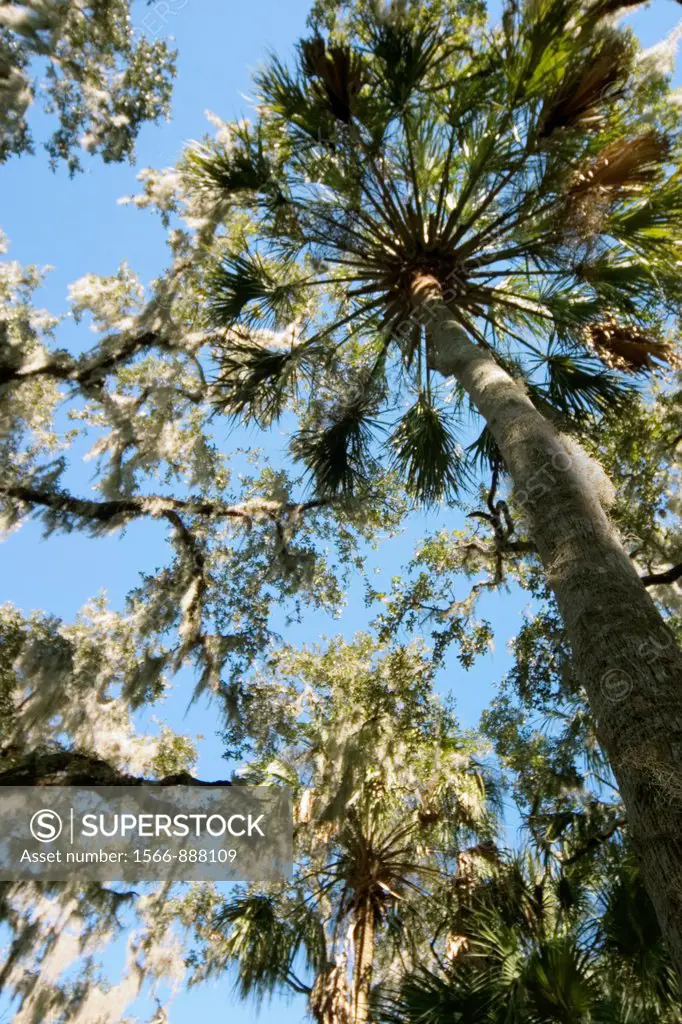 Looking up at tree tops in Myakka River State Park, Florida