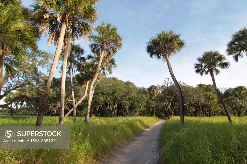 Palm trees in Myakka River State Park in Sarasota Florida