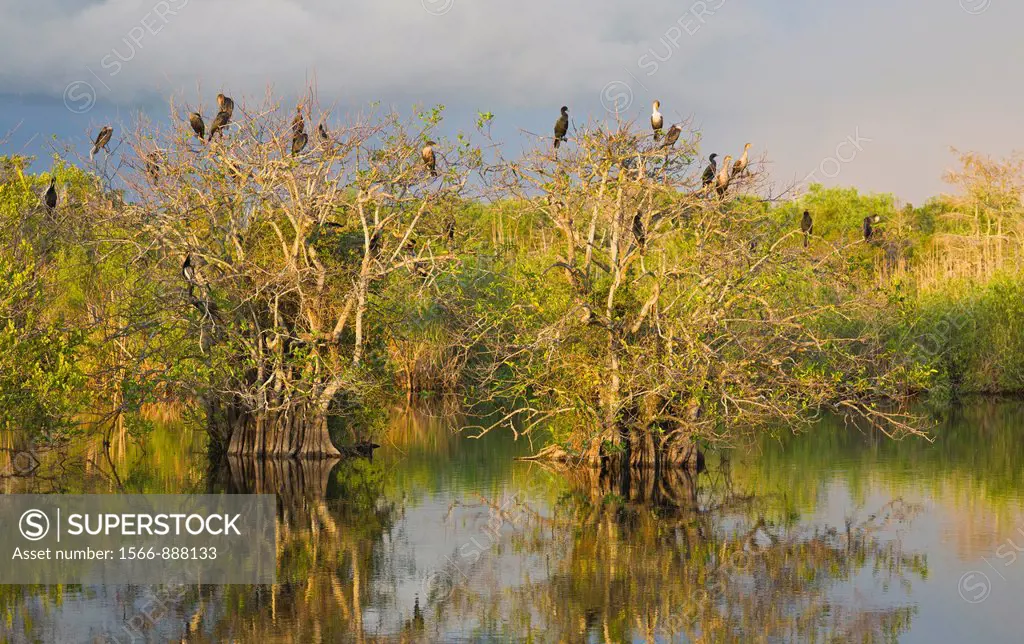 Late afternoon sunlight on birds in trees on the Anhinga Trail in the Royal Palm area of Everglades National Park Florida