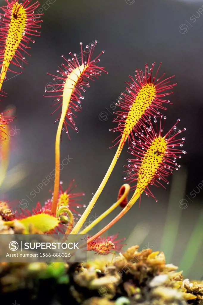 Great sundew or English sundew Drosera anglica leaf with sticky tentacles - Western Highlands/Scotland