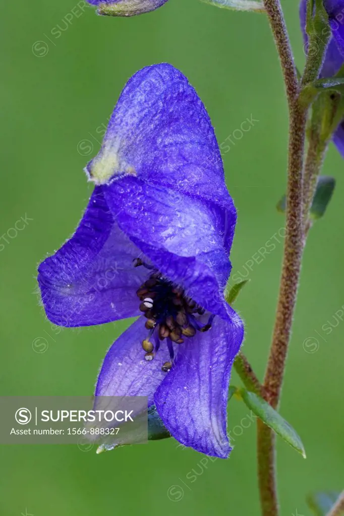 Close up of Common Monkshood or Wolf´s Bane Aconitum napellus blossom  Wolf´s Bane is one of the most poisonous plants in Europe - Bavaria/Germany