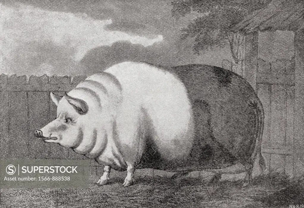 A giant hog belonging to Mr Charles Butler in 1797, it measured 8ft in length, 3ft  7½ ins  high and weighed 811 lbs  From The Strand Magazine publish...