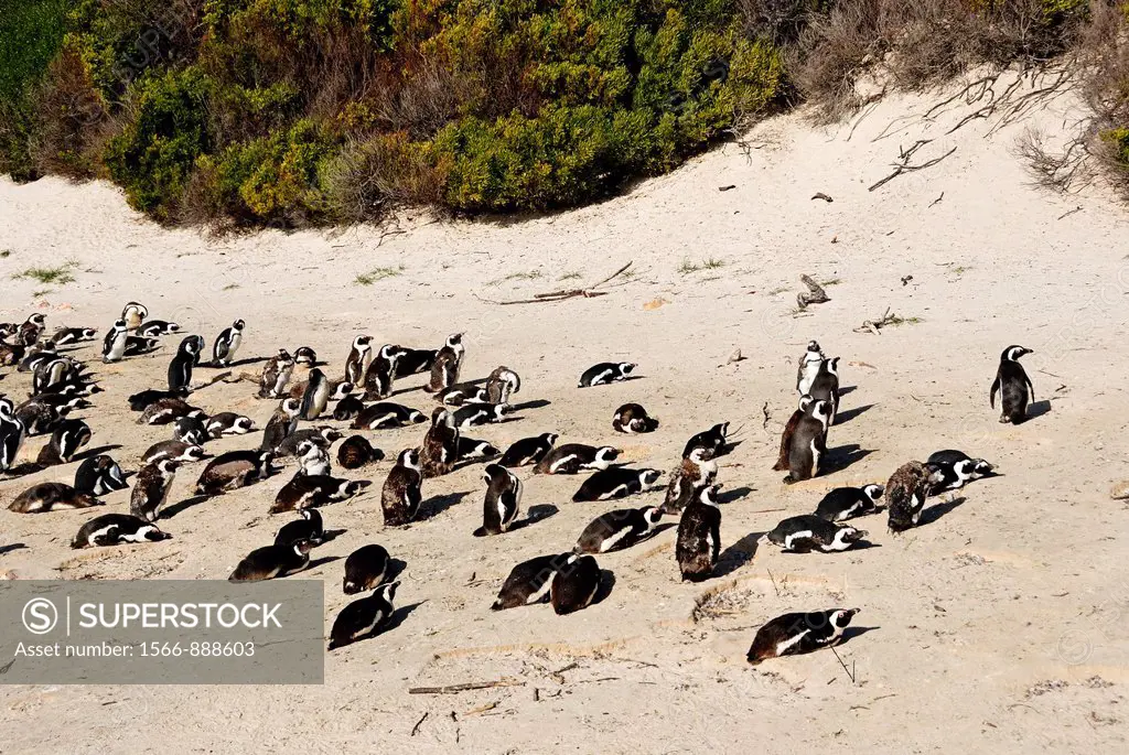 Black Footed Jackass Penguins (Spheniscus demersus) on Boulders Beach, Simon´s Town, South Western Cape, South Africa