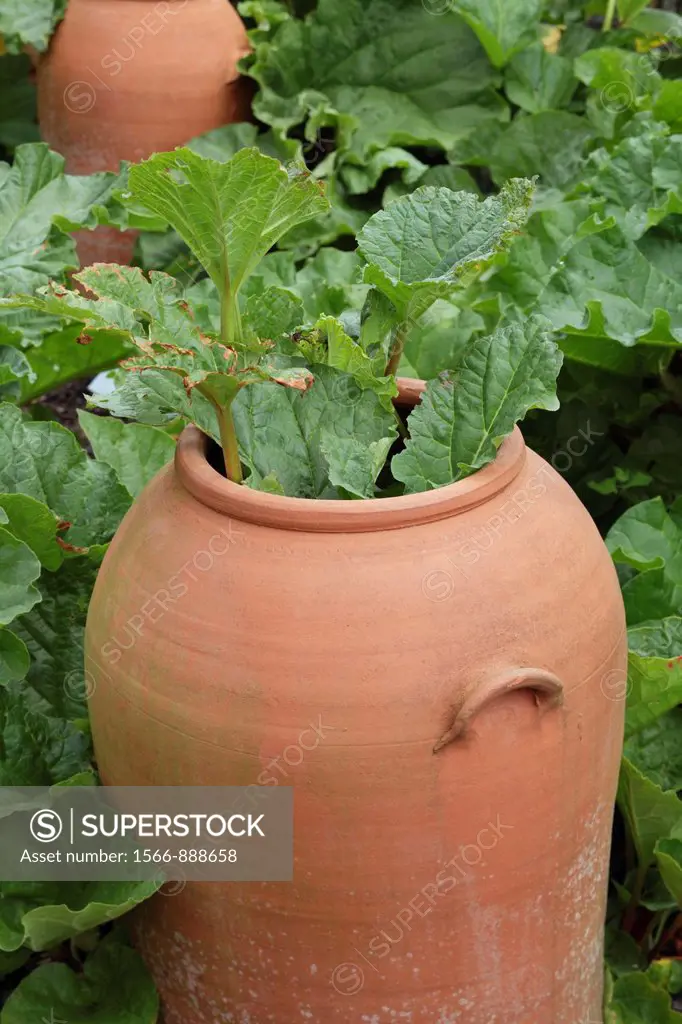 Terracotta rhubarb forcer with Rhubarb ´The Sutton´