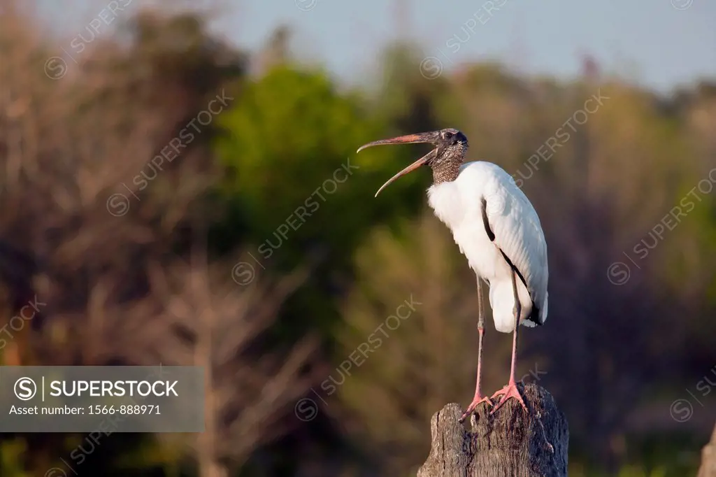 Wood Stork - Green Cay Wetlands - Delray Beach, Florida USA