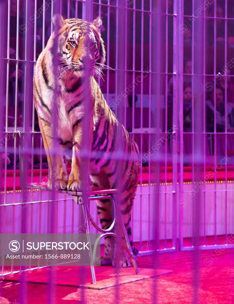 Tiger in a circus arena