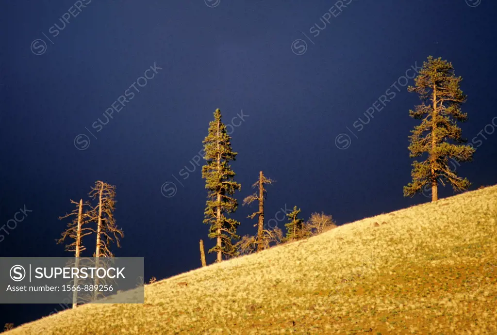 Ponderosa pine on ridge above Klickitat River, Klickitat County, Washington