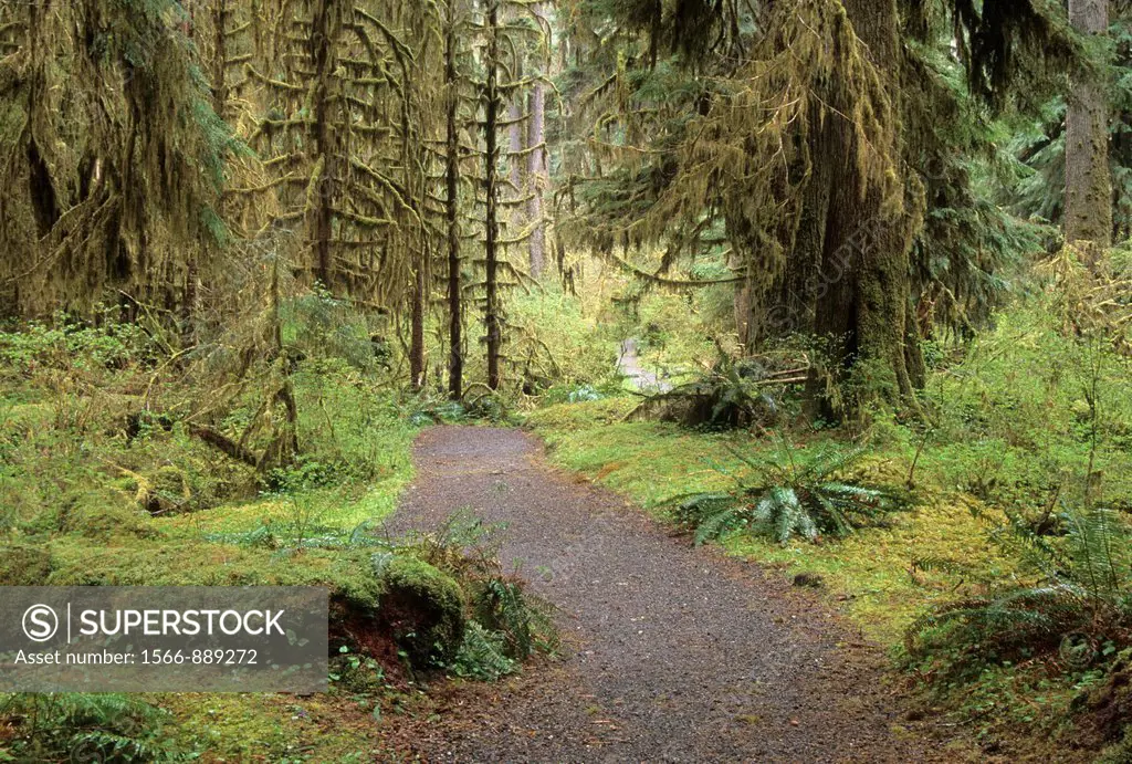 Spruce Nature Trail, Olympic National Park, Washington