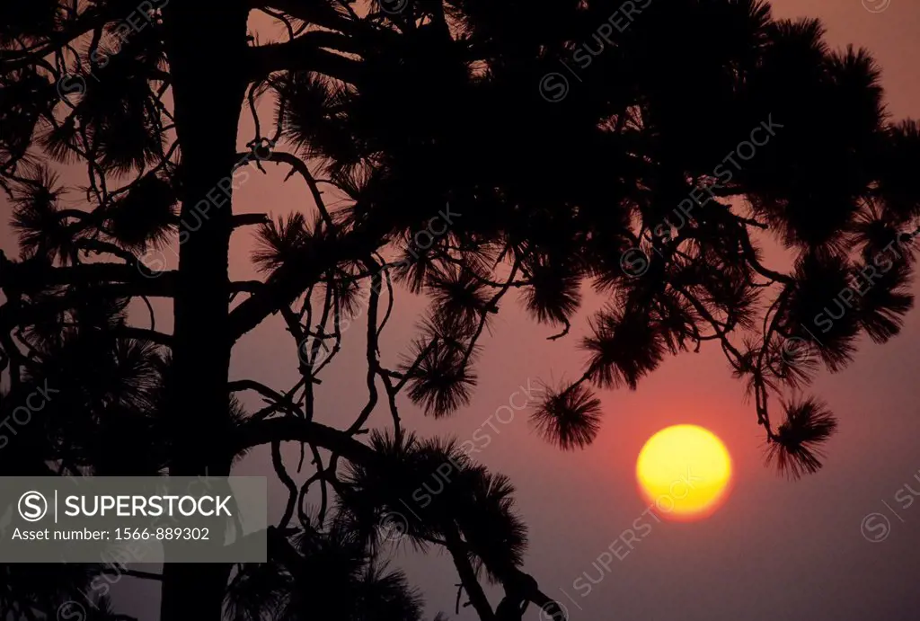 Pine sunrise, Fishtrap Recreation Area, Spokane District Bureau of Land Management, Washington