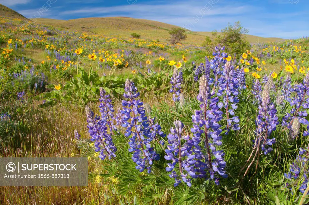 Lupine with balsamroot, Columbia Hills State Park, Columbia River Gorge National Scenic Area, Washington