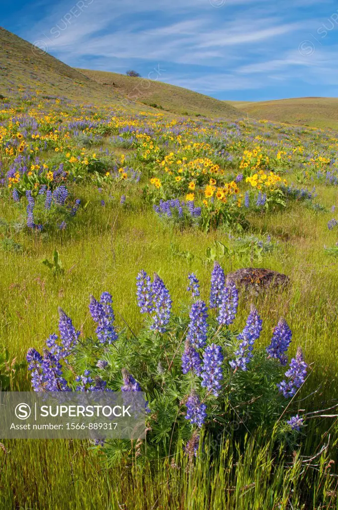 Lupine with balsamroot, Columbia Hills State Park, Columbia River Gorge National Scenic Area, Washington