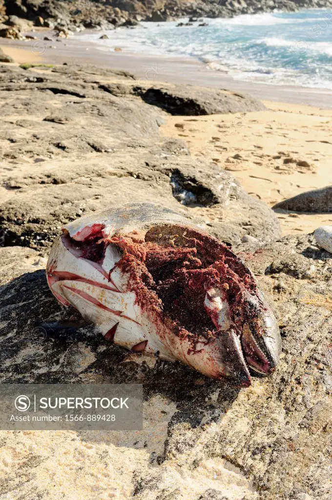 Dead Harbour Porpoise Phocoena phocoena washed ashore