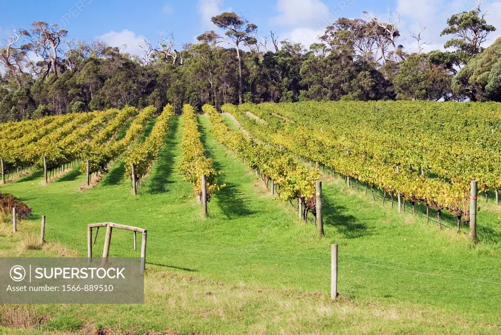 An autumn vineyard surrounded by native forest in the Margaret River region of Western Australia