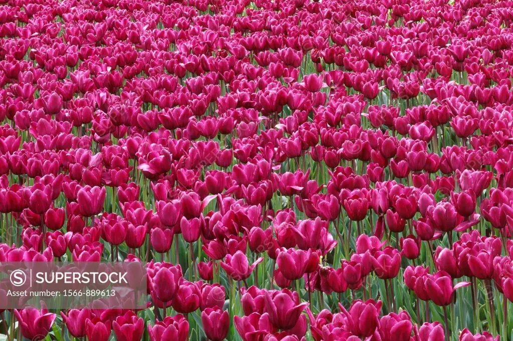 Field of purple tulips display spring bloom, near Woodburn, Willamette Valley, northern Oregon, USA