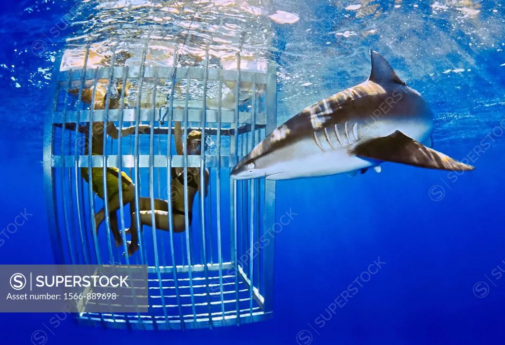 Galapagos shark, Carcharhinus galapagensis, and snorkelers in cage, showing nictitating membrane, offshore, North Shore, Oahu, Hawaii, USA, Pacific Oc...